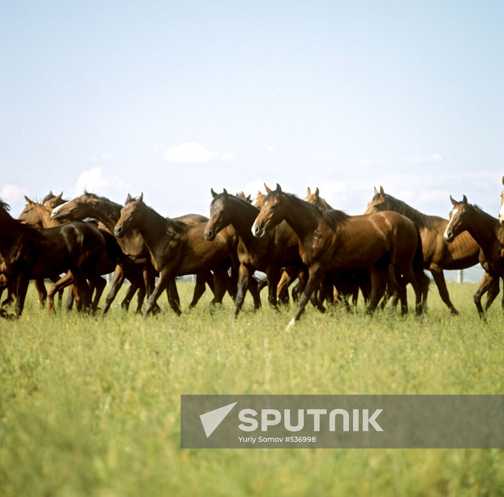 Horse herd in field