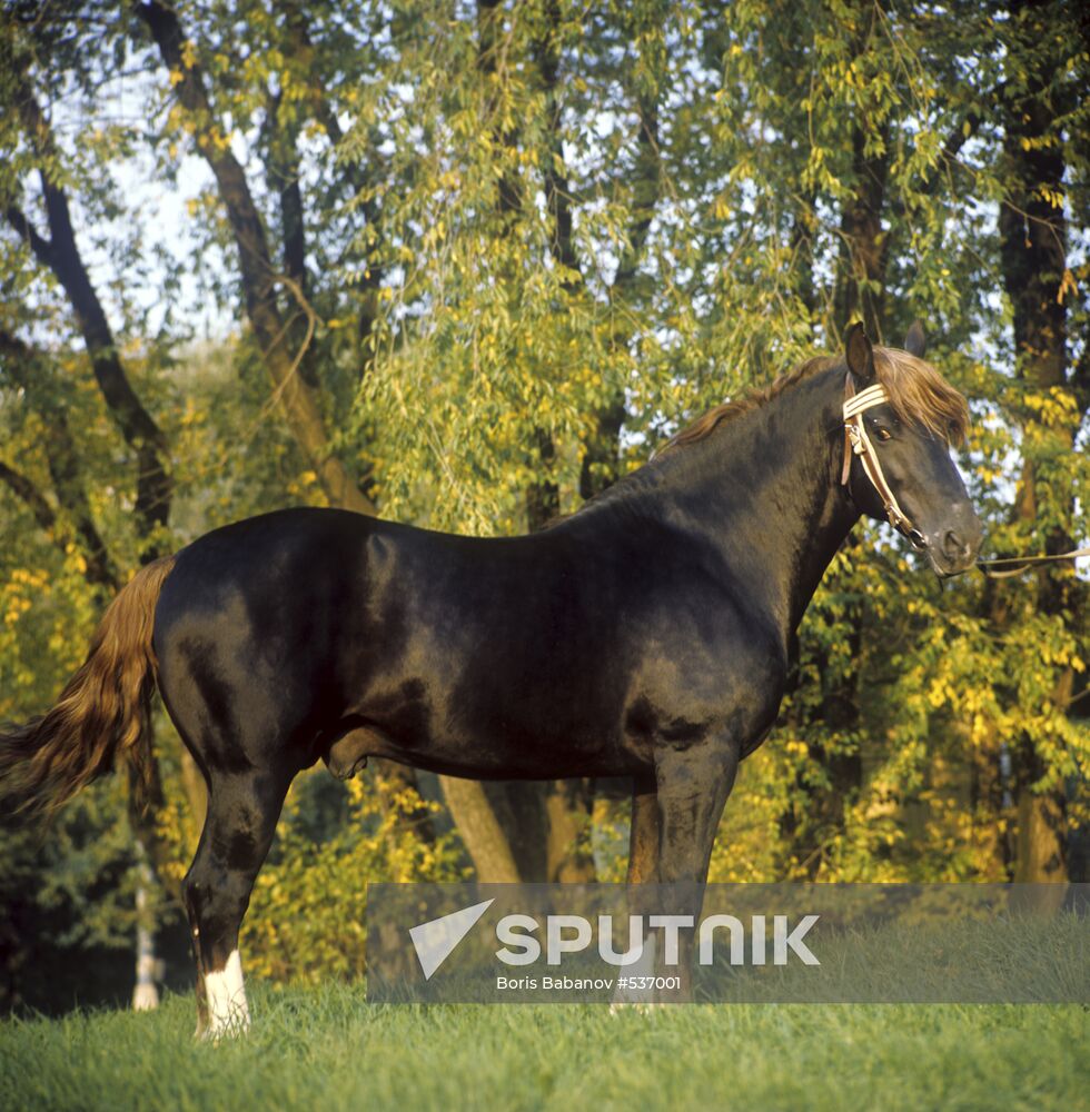 Tori light draft stallion