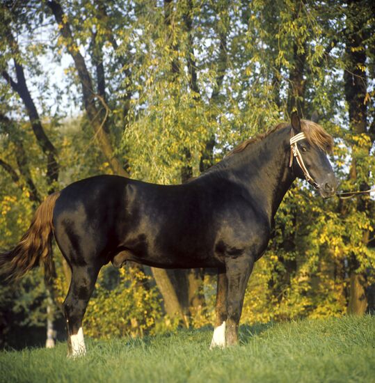 Tori light draft stallion