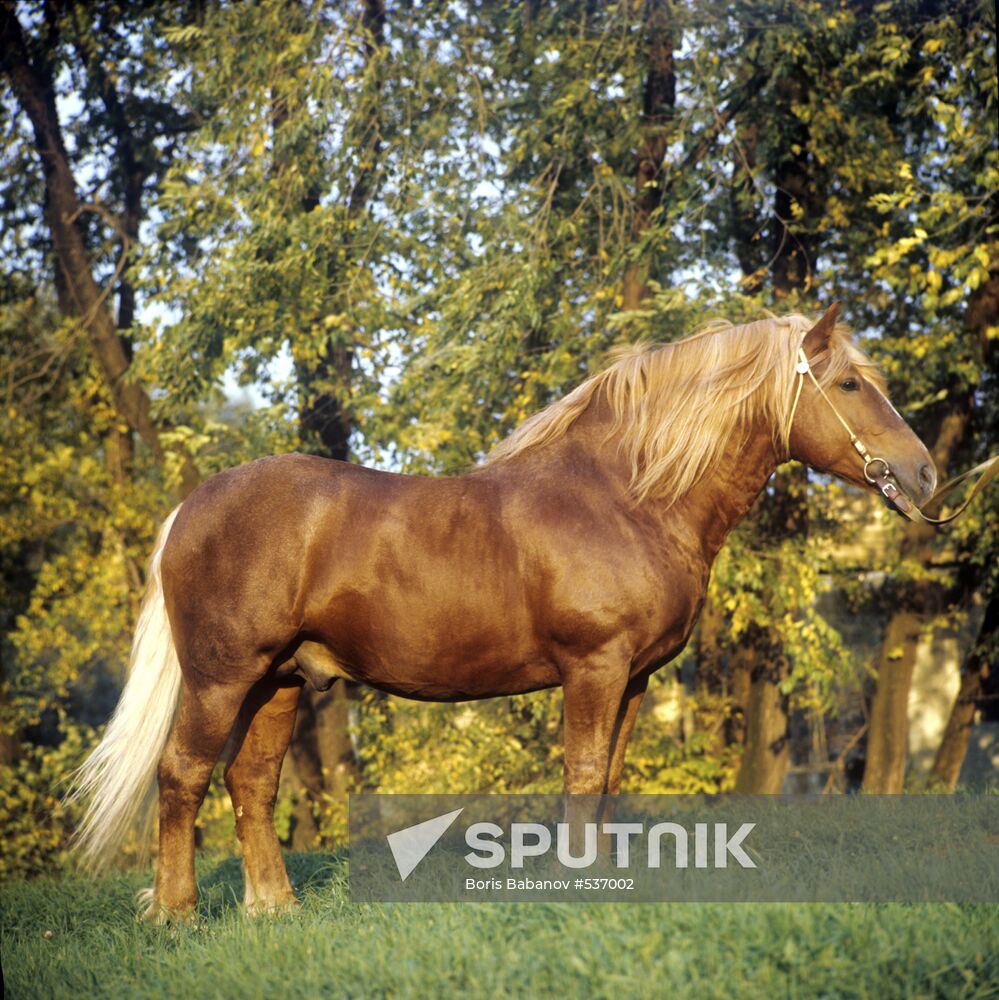 Russian draught stallion