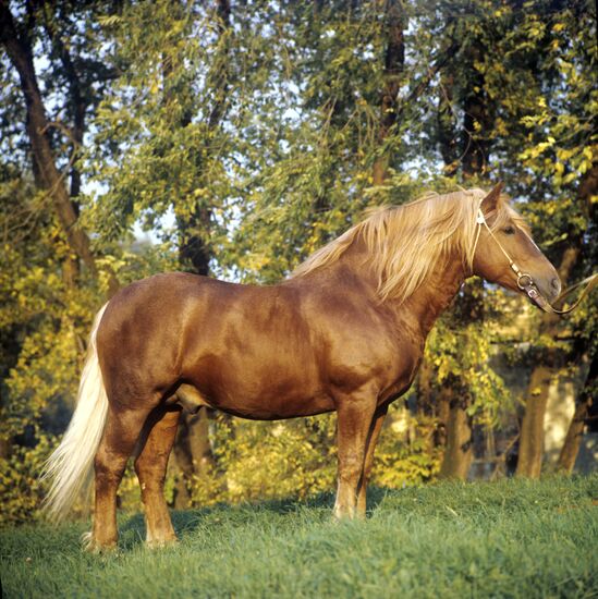 Russian draught stallion
