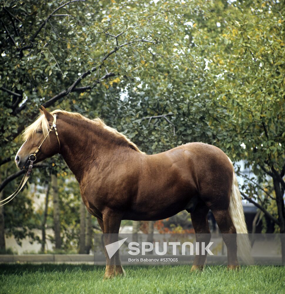 Latvian light draft stallion
