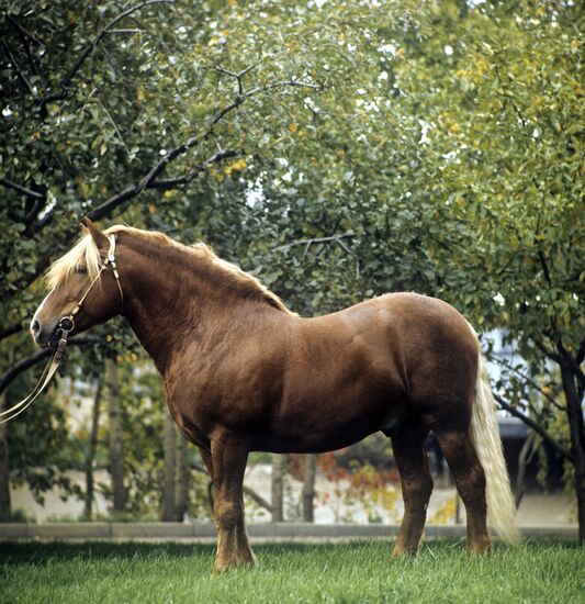 Latvian light draft stallion