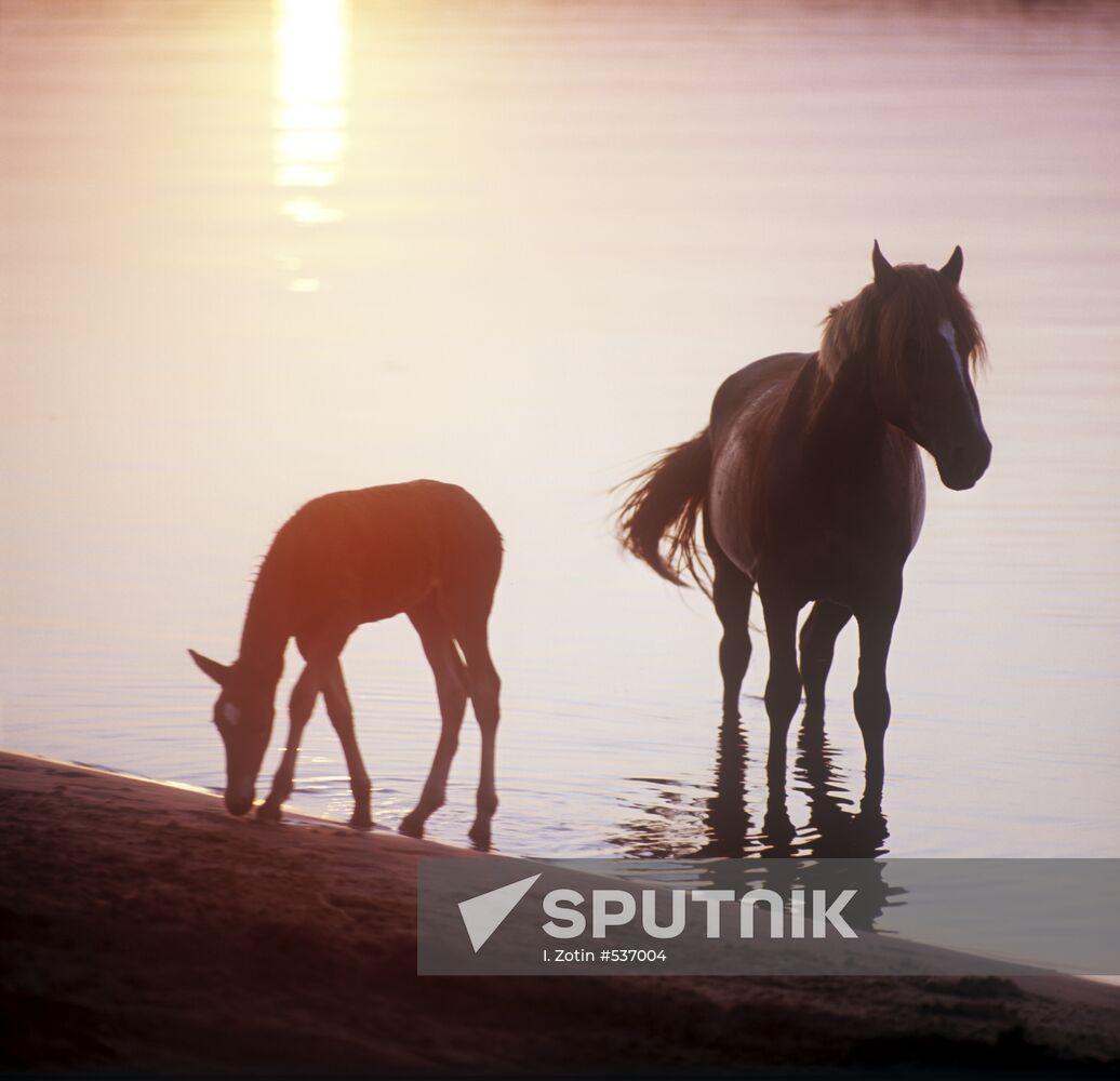 Horse and calf on riverbank