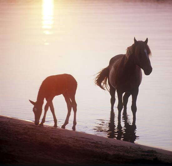 Horse and calf on riverbank