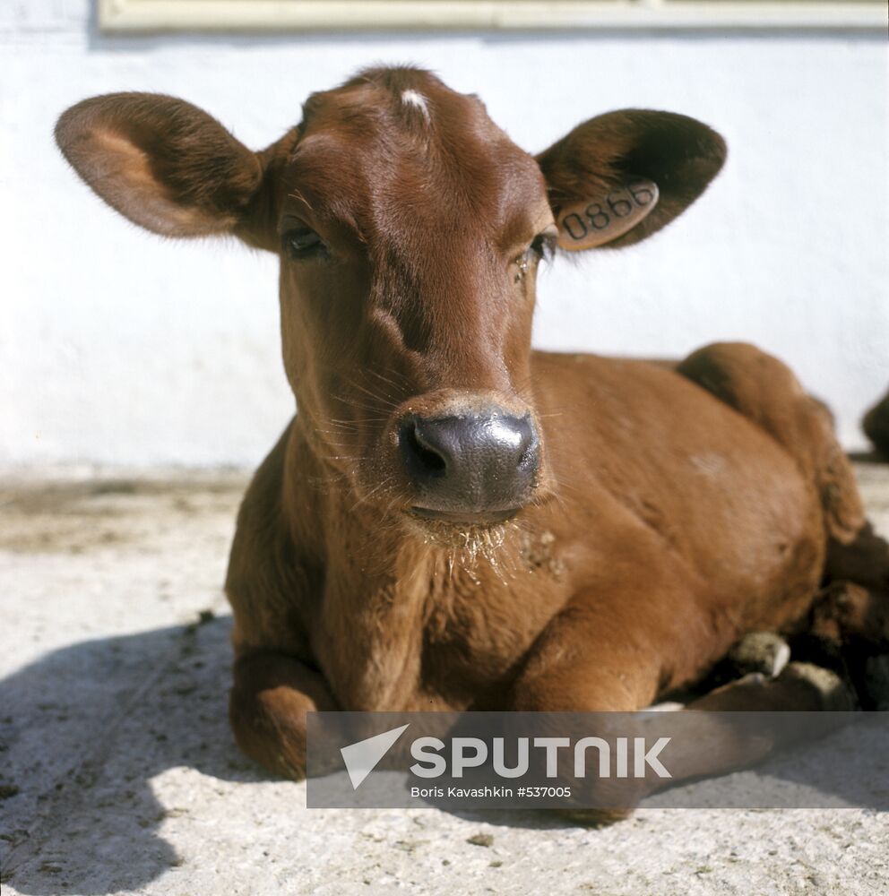Calf