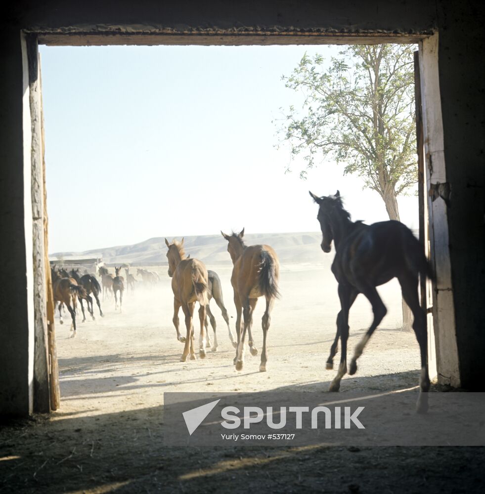 Akhal-Teke foals