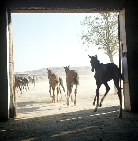 Akhal-Teke foals
