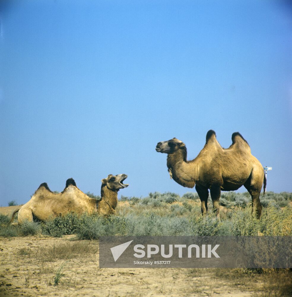 Two camels