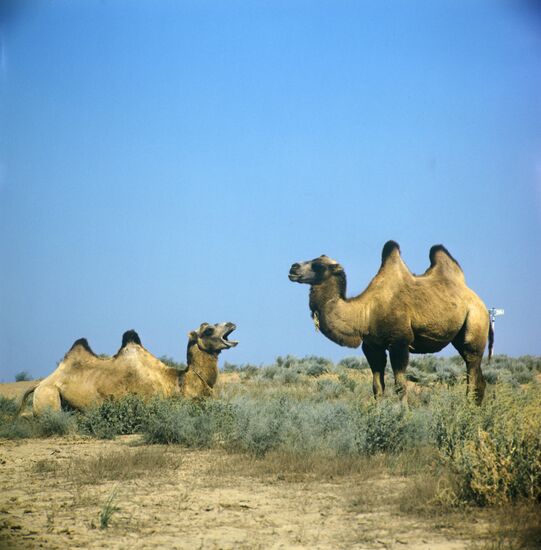 Two camels