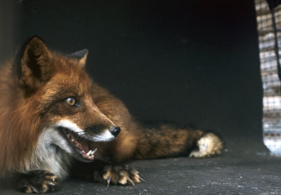 Red fox