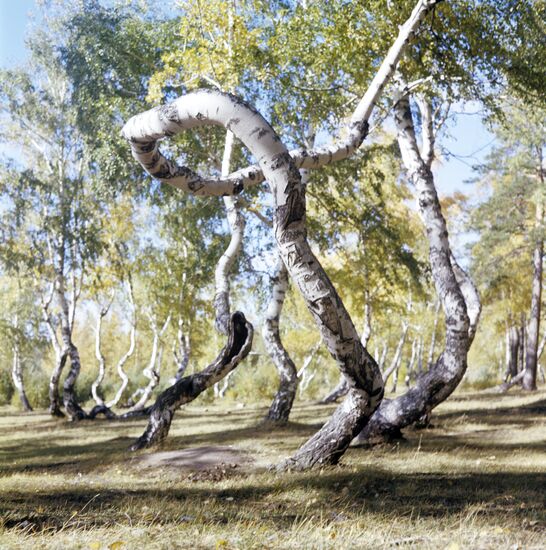 Birch trees