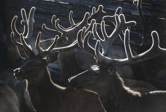 Red deer