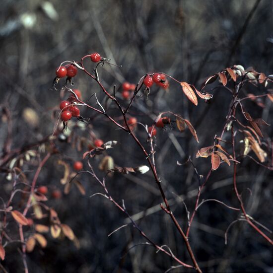 Wild rose, Primorye Territory