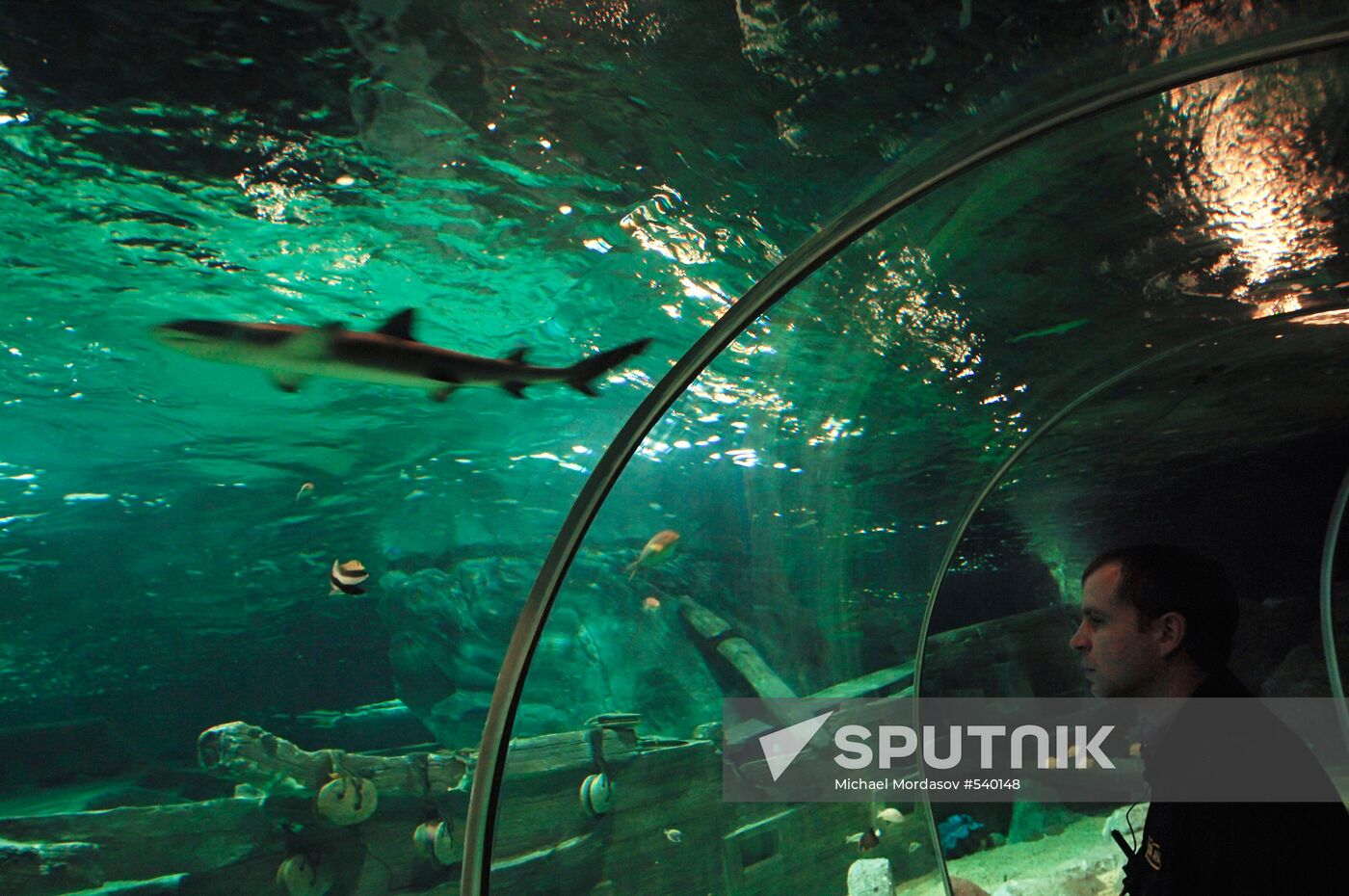 Sоchi Discovery World oceanarium opens in Sochi