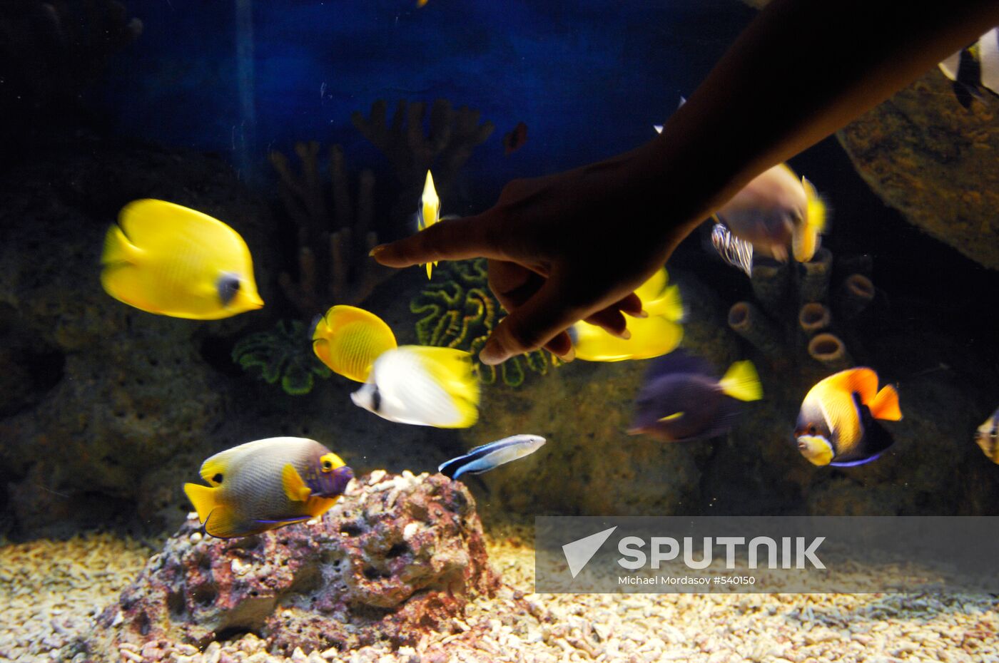 Sоchi Discovery World oceanarium opens in Sochi