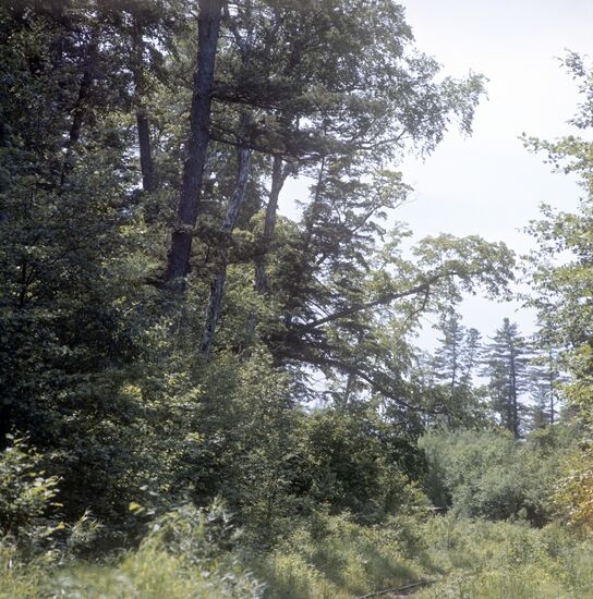 Ussuri taiga