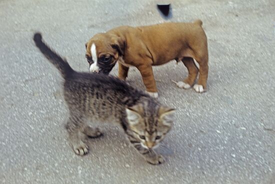 Kitten and puppy