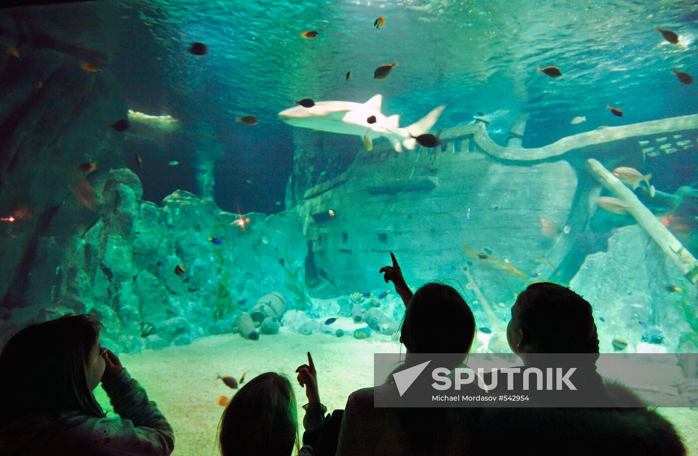 "Sоchi Discovery World" oceanarium opens in Sochi