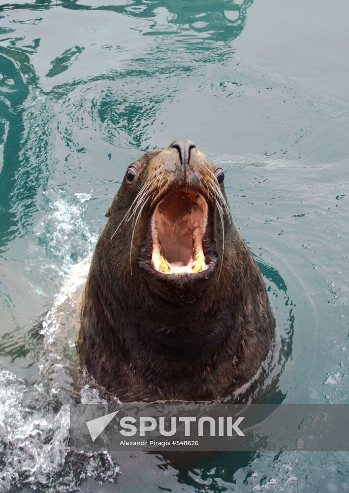 Steller sea lion near Petropavlovsk-Kamchatsky