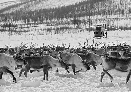 Visit to reindeer herdsmen in tundra