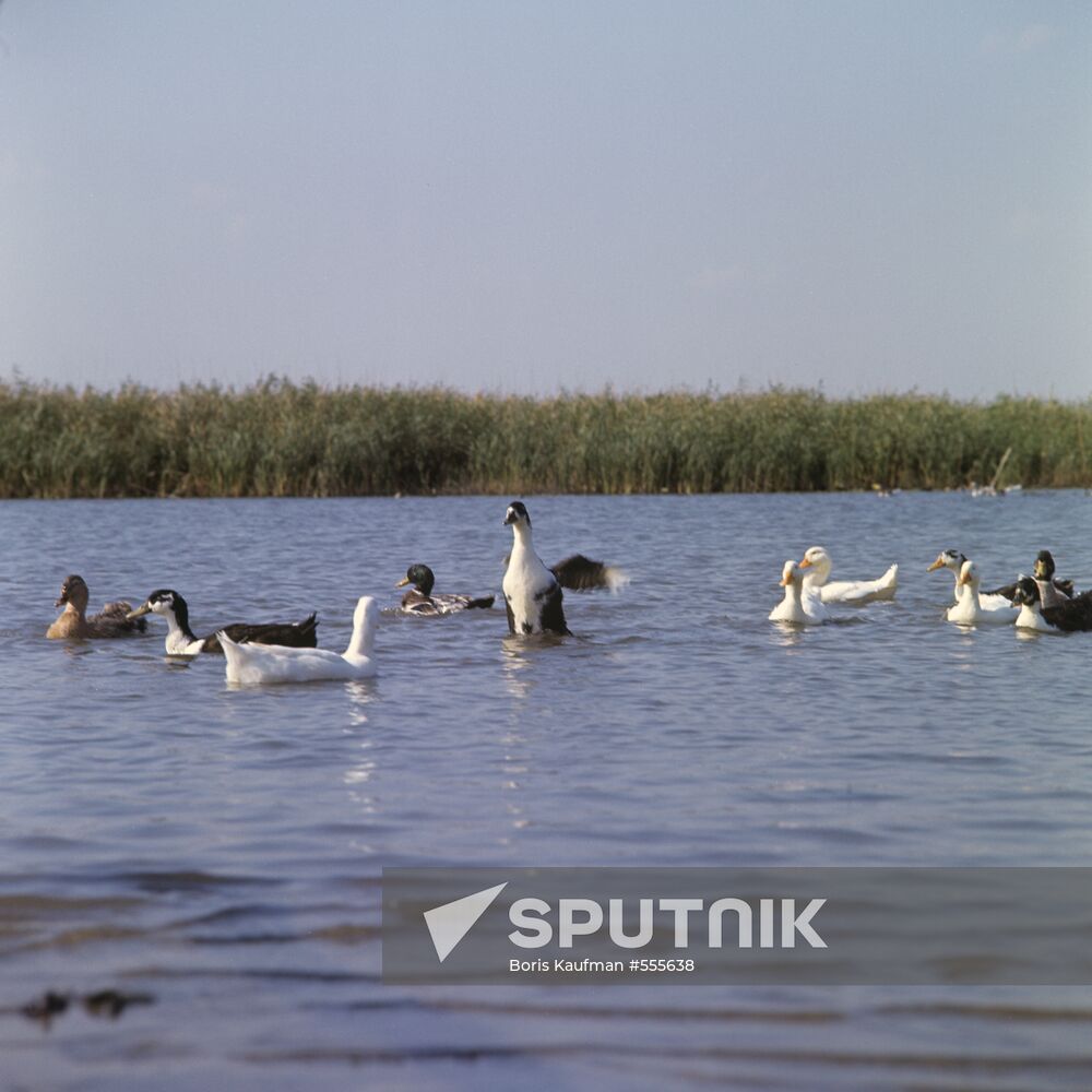 Ducks