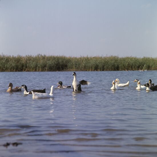 Ducks