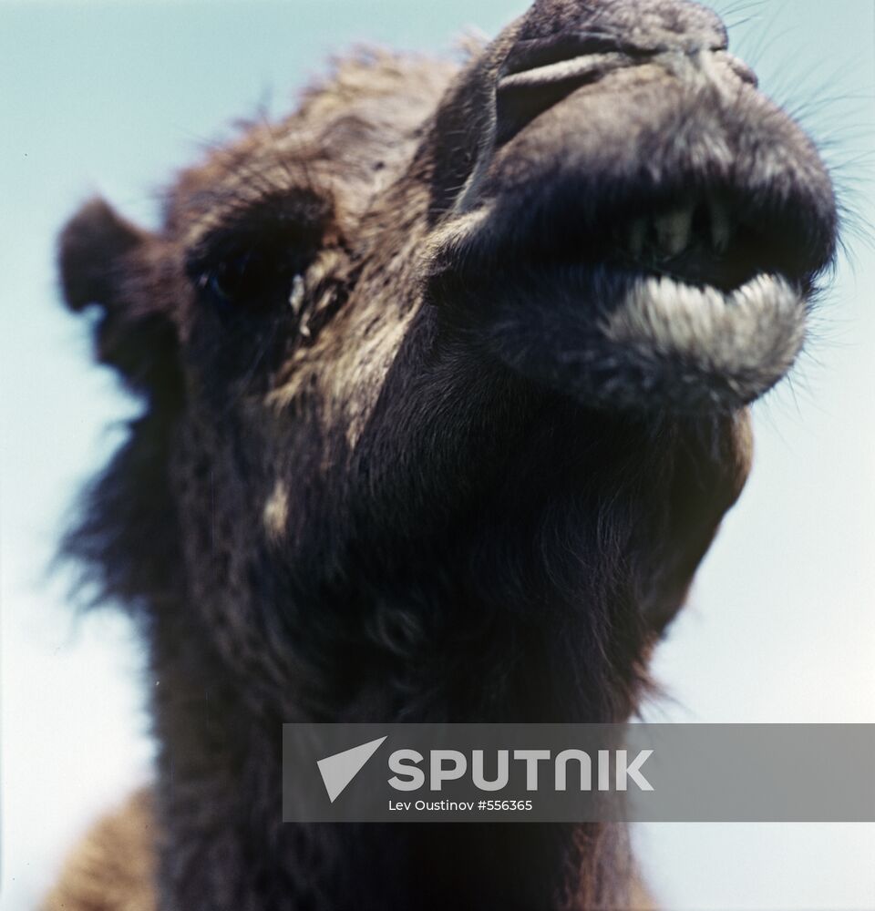 Camel