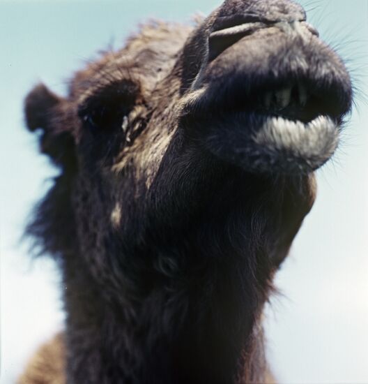 Camel