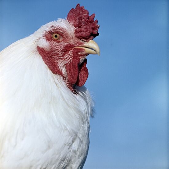 A rooster