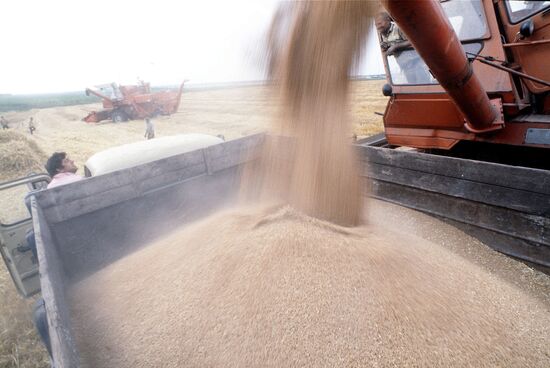 Grain