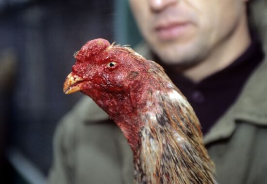 Cockfighting