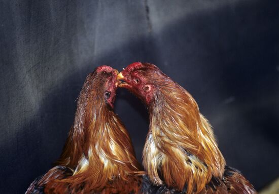 Cockfighting