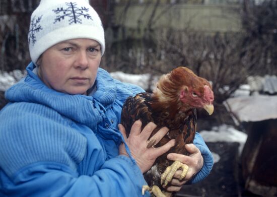 Cockfighting