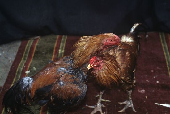 Cockfighting