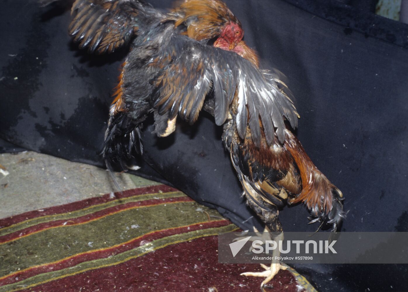 Cockfighting
