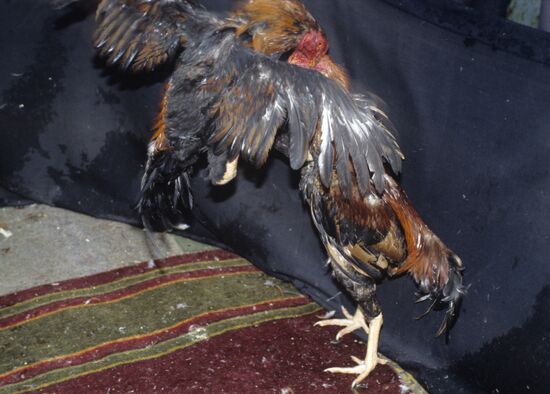 Cockfighting