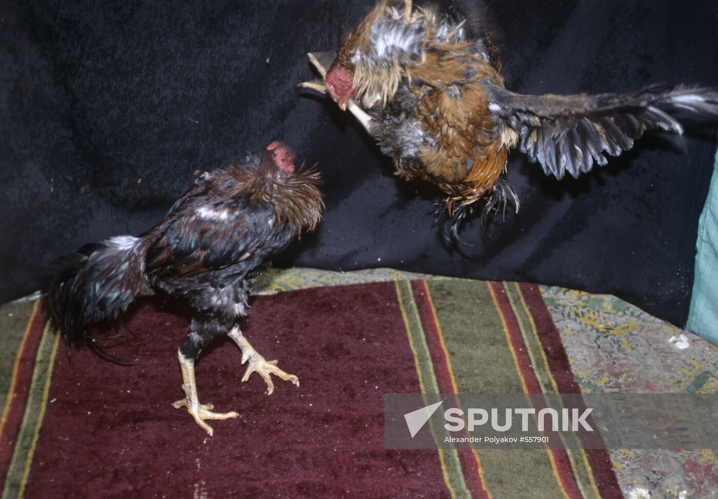 Cockfighting