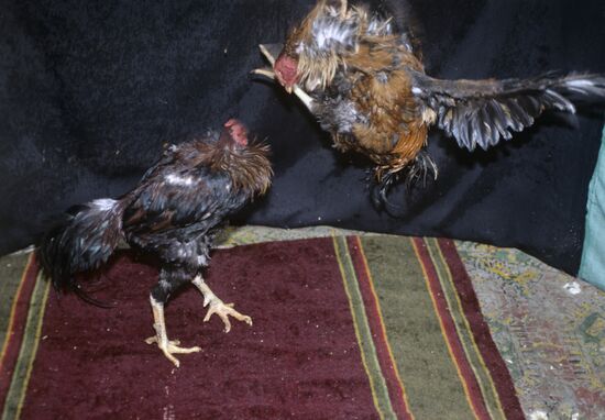 Cockfighting