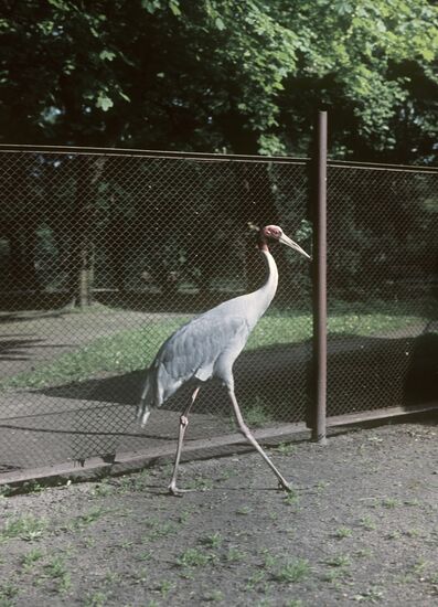 A white-naped crane