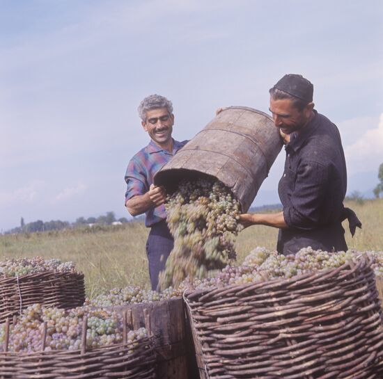 Grape harvesting