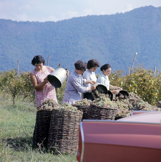 Grape harvesting in Kakheti, Georgia