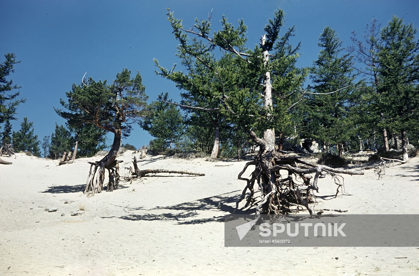 Pine trees with bare roots on Baikal shore