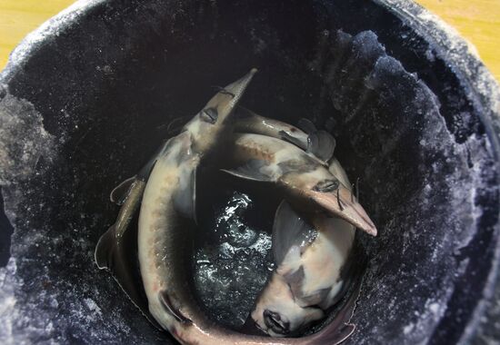 Sturgeon farm "Fish Federation"