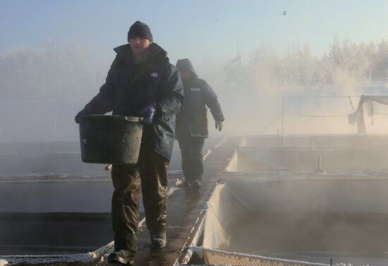 Sturgeon farm "Fish Federation"