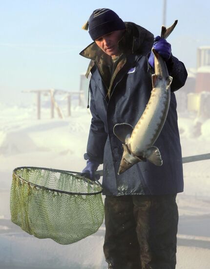 Sturgeon farm "Fish Federation"