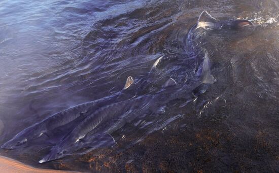 Sturgeon farm "Fish Federation"