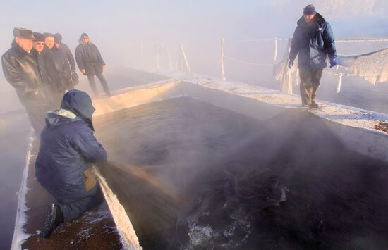 Sturgeon farm "Fish Federation"