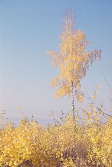 Taiga birch