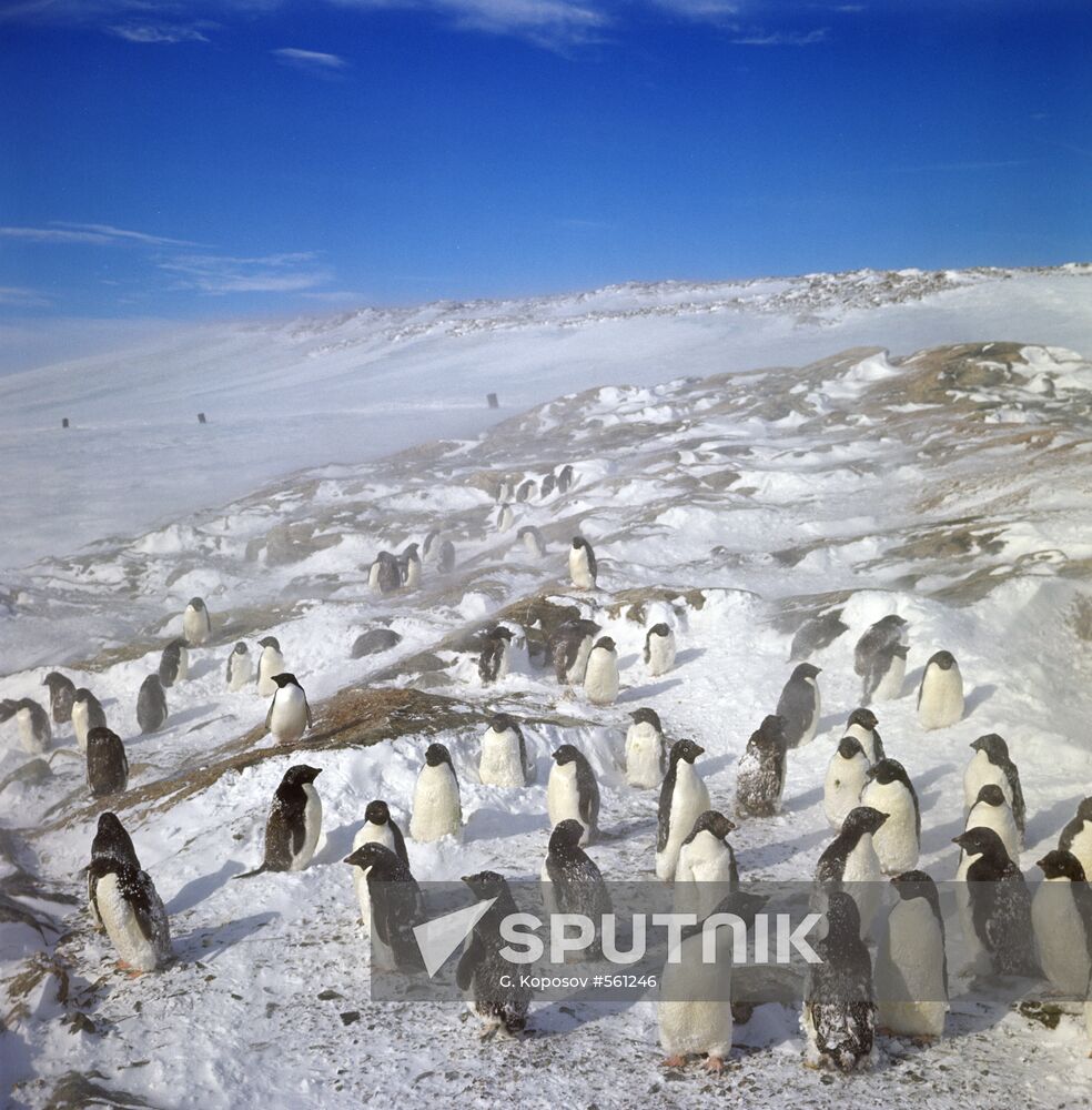 Adélie Penguin coming to the Molodyozhnaya station